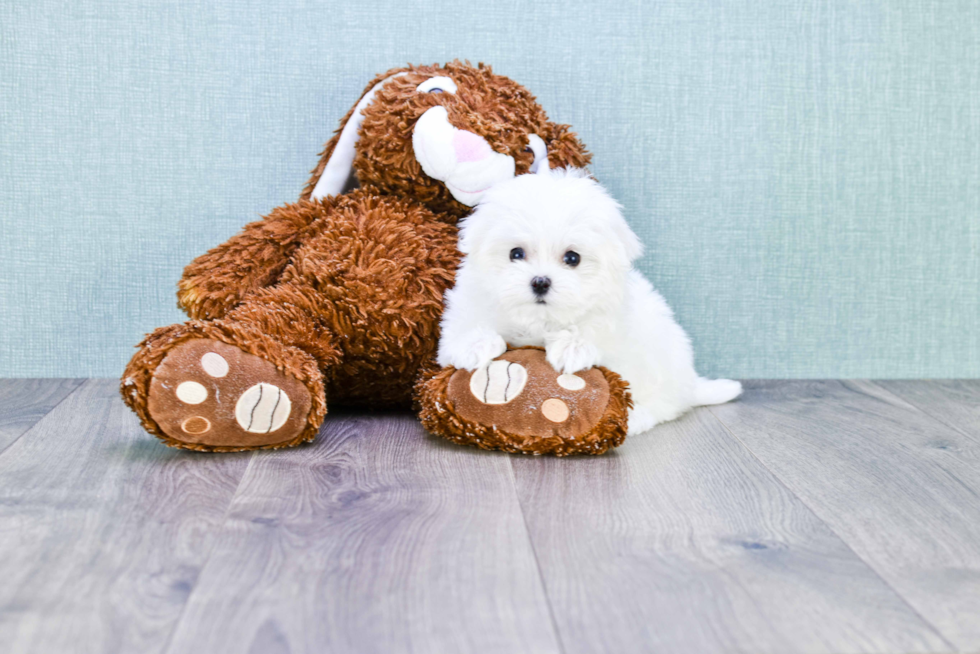 Happy Maltese Purebred Puppy