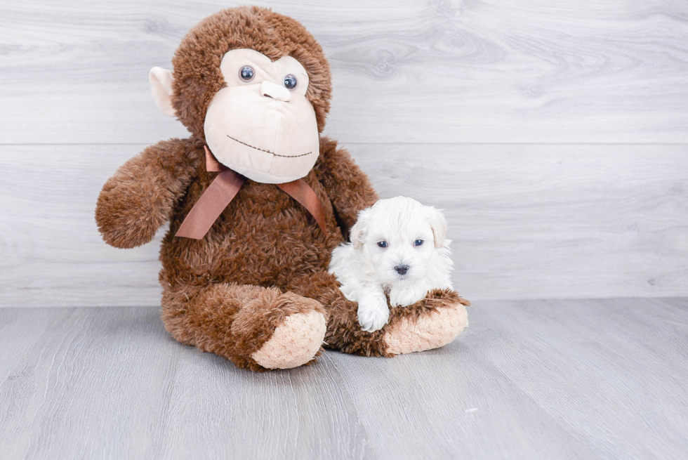 Maltipoo Pup Being Cute