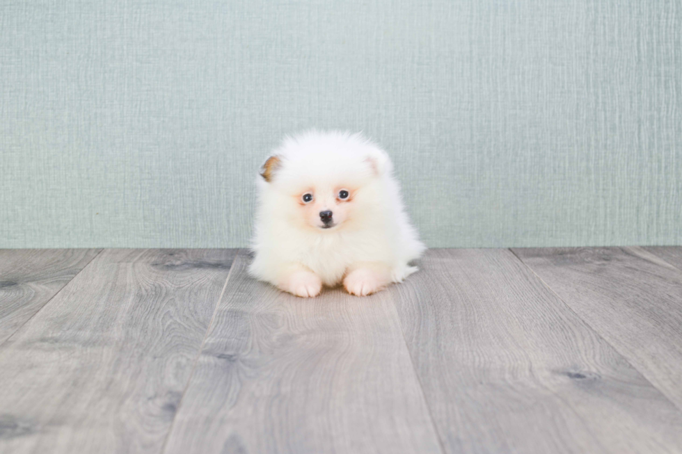 Friendly Pomeranian Baby