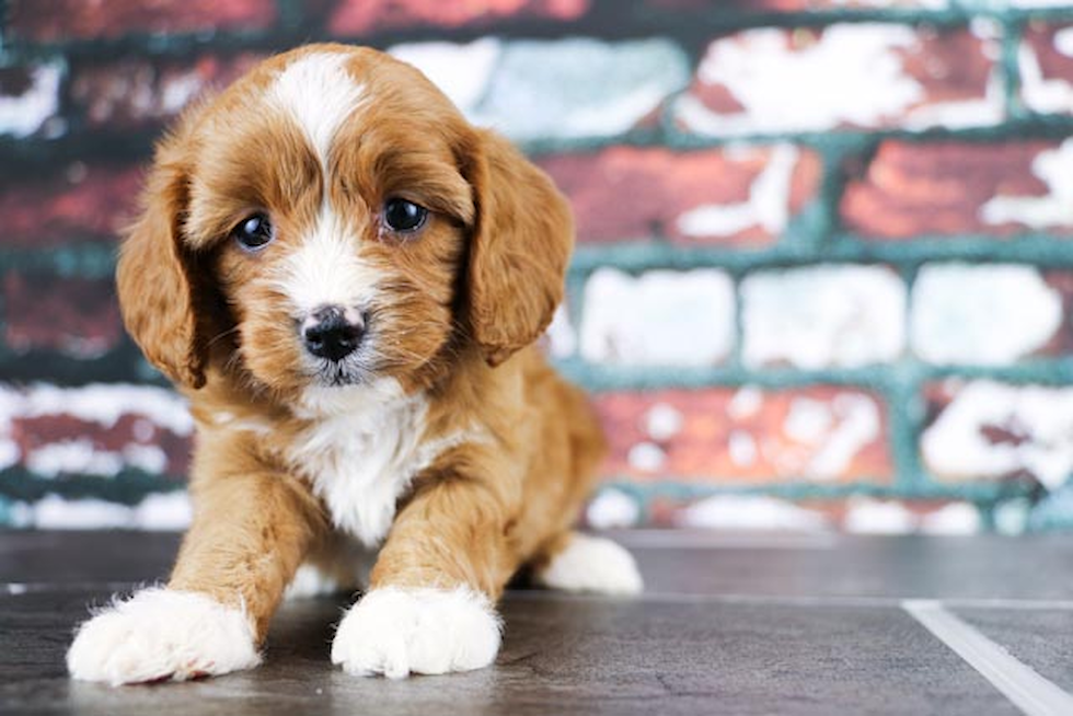 Cavapoo Pup Being Cute