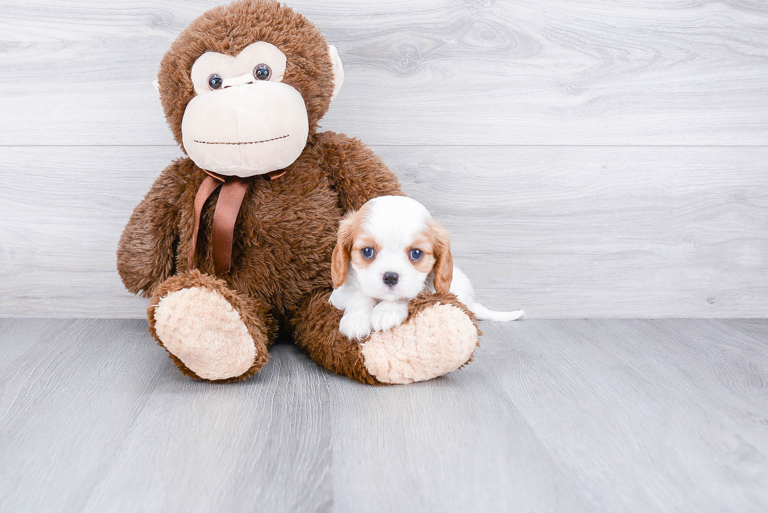 Best Cavalier King Charles Spaniel Baby