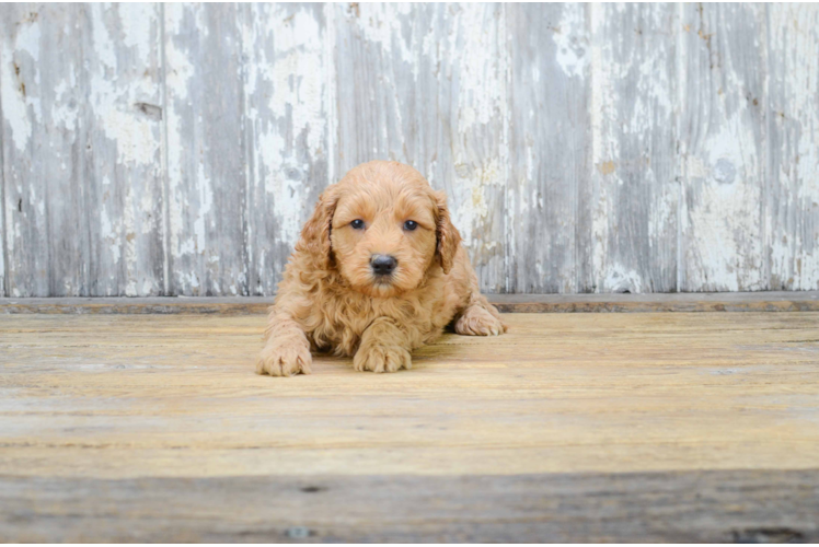 Cute Mini Goldendoodle Baby