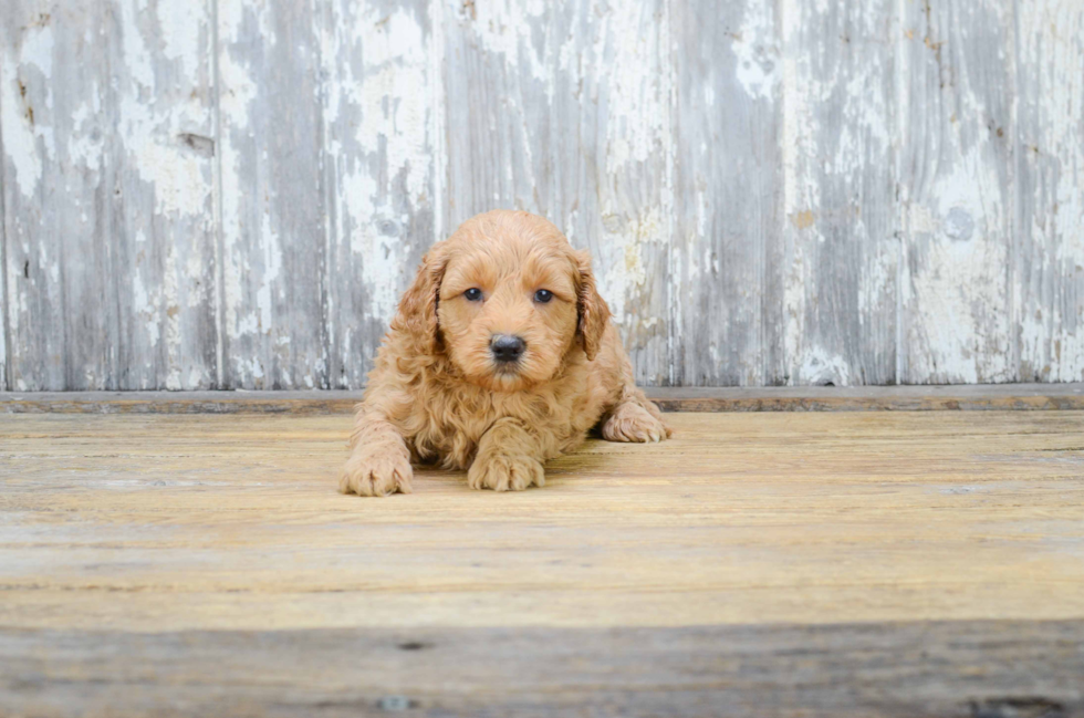 Cute Mini Goldendoodle Baby