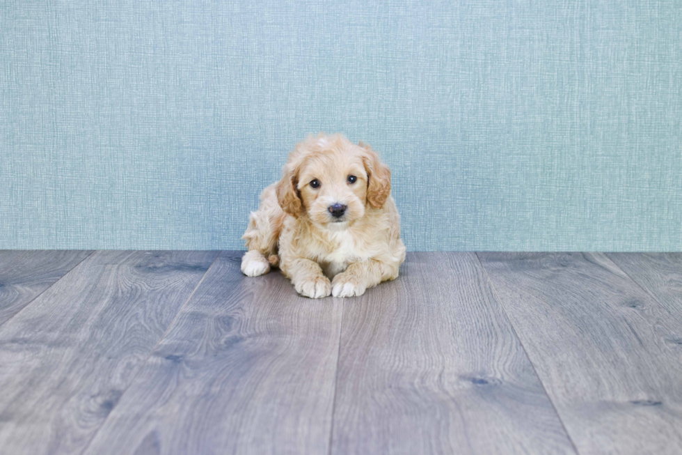 Mini Goldendoodle Puppy for Adoption