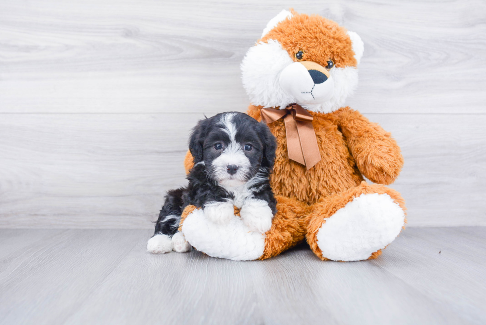 Friendly Havanese Purebred Pup