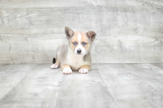 Energetic Mini Husky Designer Puppy