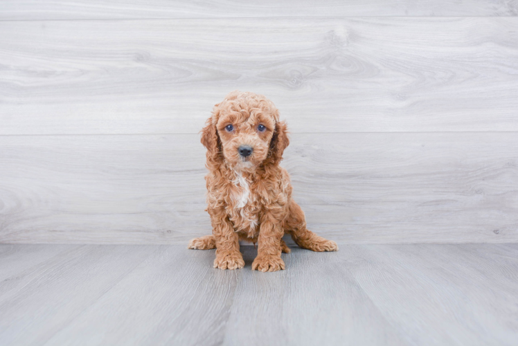 Small Cockapoo Baby
