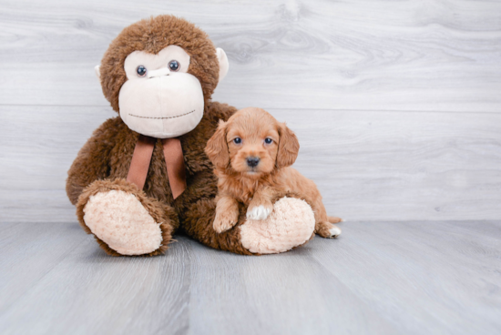 Smart Mini Goldendoodle Poodle Mix Pup