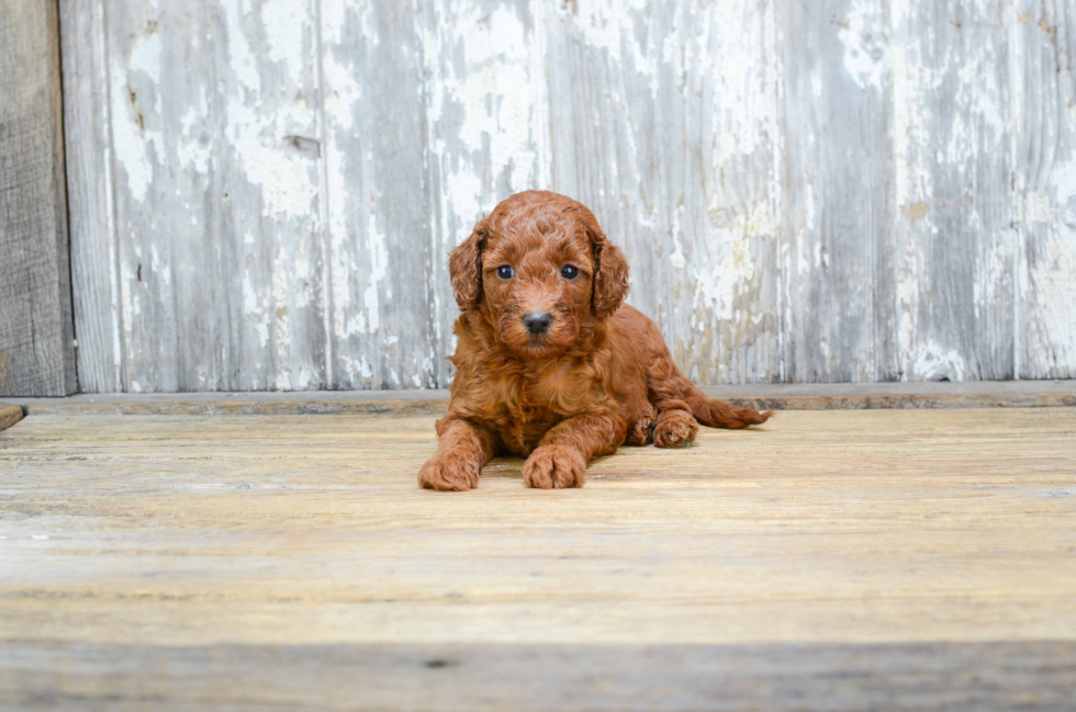 Happy Mini Goldendoodle Baby