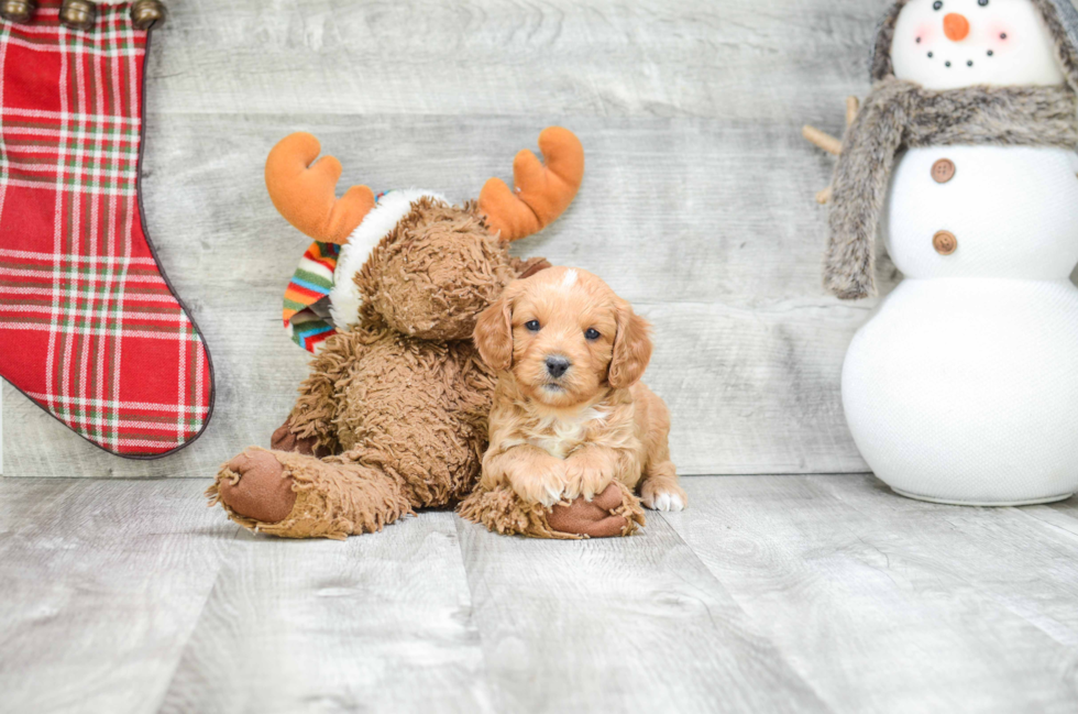 Little Cavoodle Poodle Mix Puppy