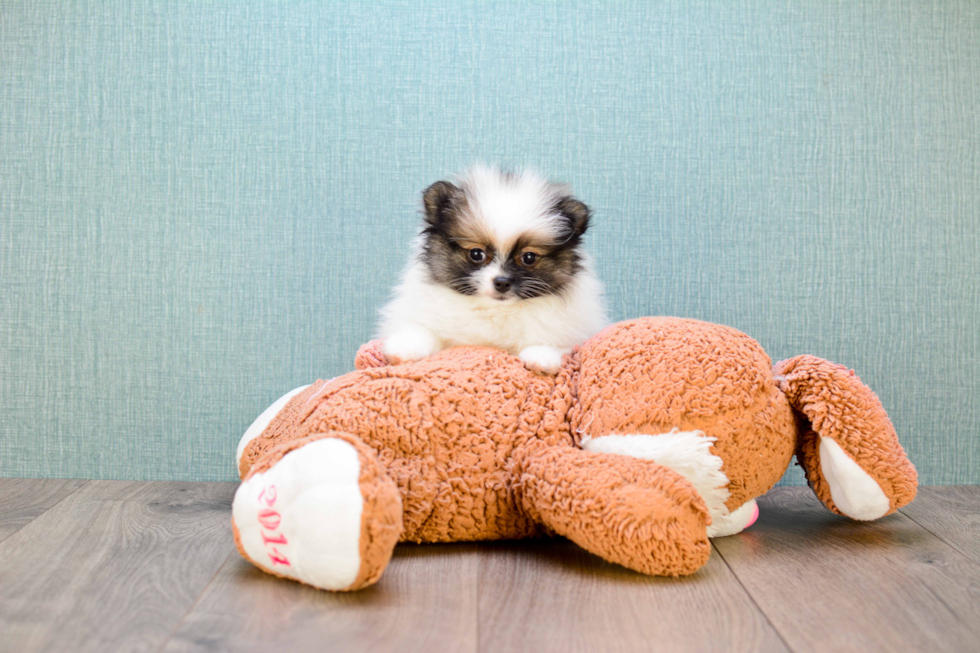 Hypoallergenic Pomeranian Purebred Pup