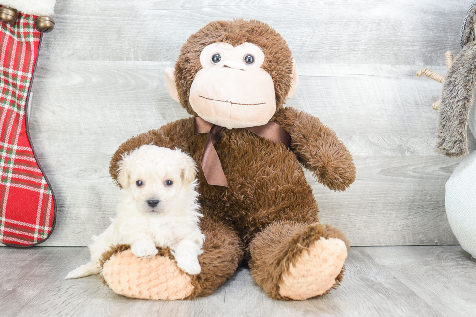 Maltipoo Puppy for Adoption