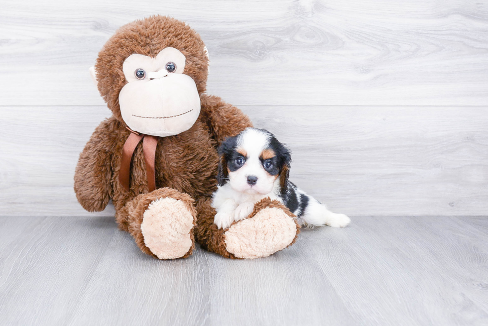 Fluffy Cavalier King Charles Spaniel Purebred Puppy