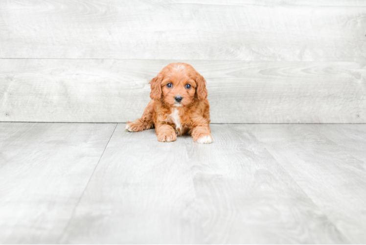 Cavapoo Pup Being Cute