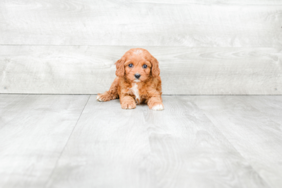 Cavapoo Pup Being Cute