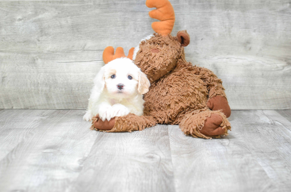 Energetic Cavoodle Poodle Mix Puppy