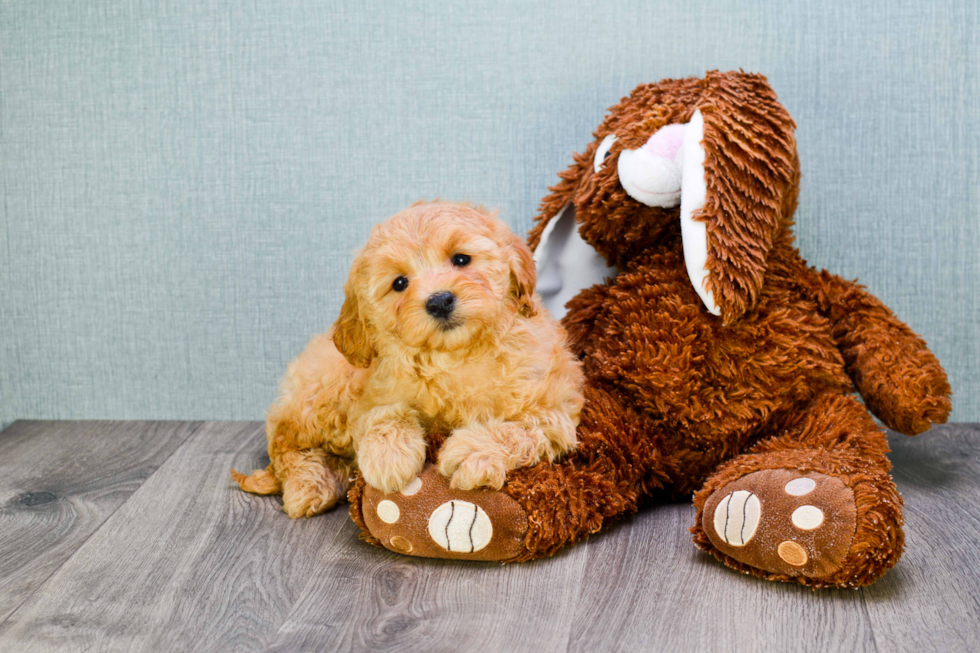 Best Mini Goldendoodle Baby