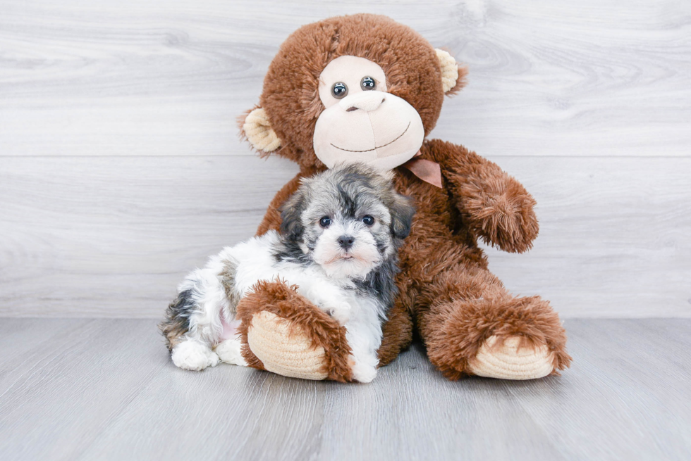 Akc Registered Havanese Baby