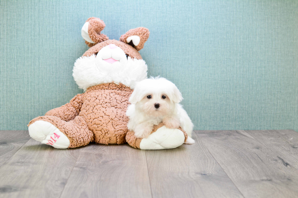 Playful Maltese Purebred Pup