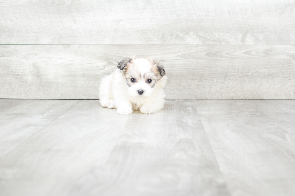 Maltipoo Puppy for Adoption