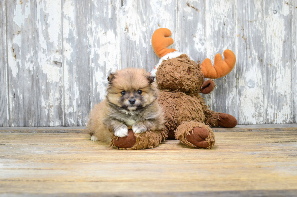 Pomeranian Pup Being Cute