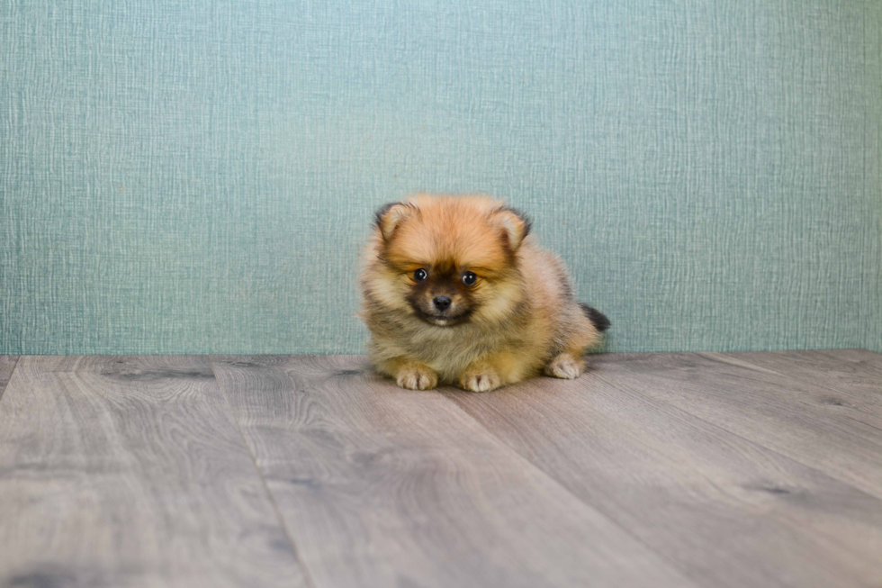 Akc Registered Pomeranian Purebred Pup