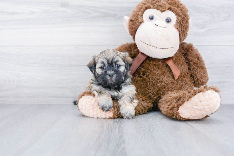 Teddy Bear Pup Being Cute