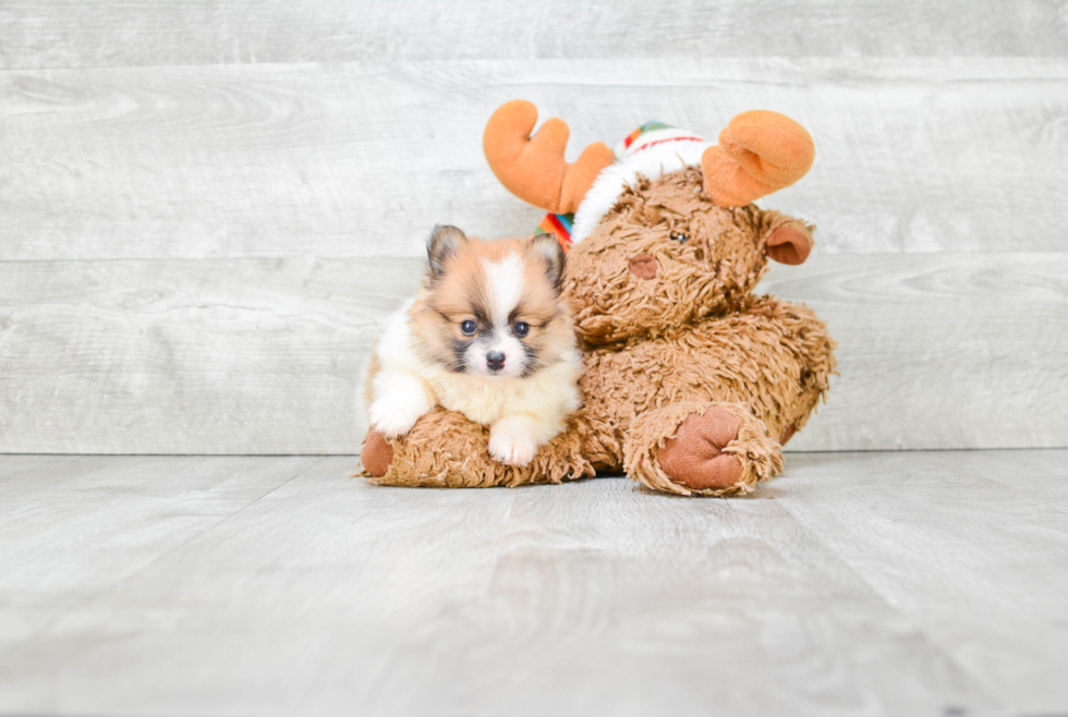 Pomeranian Pup Being Cute