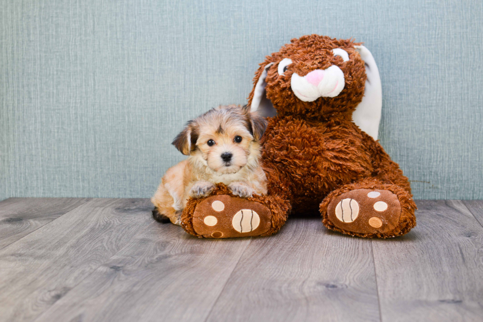 Adorable Yorkie Designer Puppy