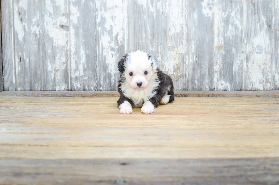 Hypoallergenic Aussiepoo Poodle Mix Puppy