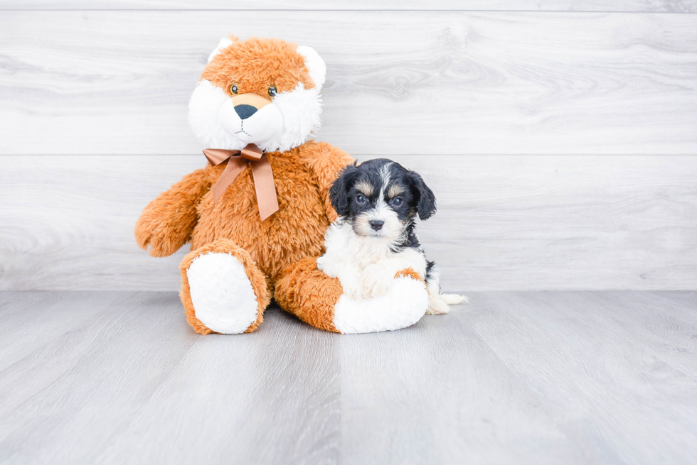 Cavachon Pup Being Cute