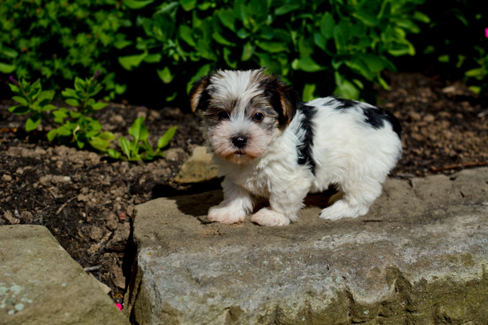 Popular Morkie Designer Pup