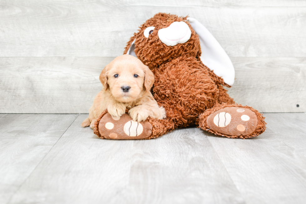 Hypoallergenic Golden Retriever Poodle Mix Puppy