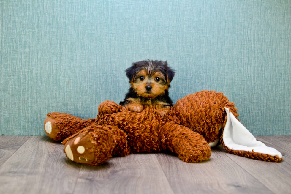 Meet Goldie - our Yorkshire Terrier Puppy Photo 