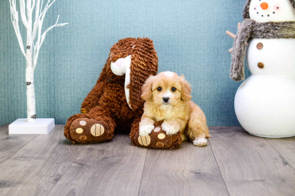 Cavapoo Puppy for Adoption