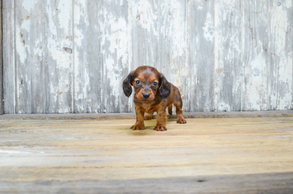 Cute Dachshund Purebred Pup