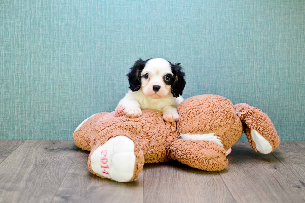 Best Cavalier King Charles Spaniel Baby