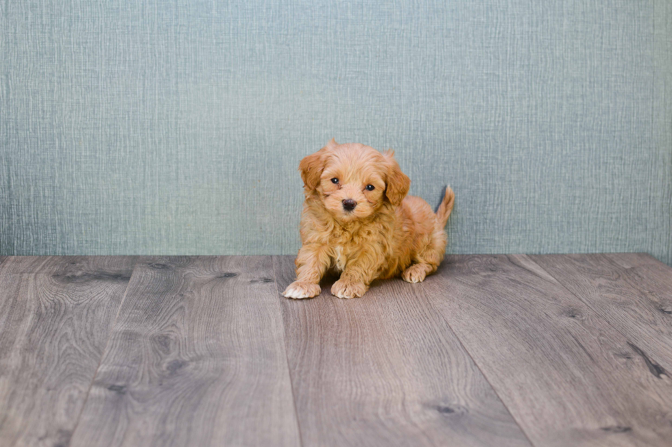 Mini Goldendoodle Puppy for Adoption