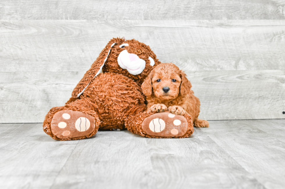 Friendly Mini Goldendoodle Baby