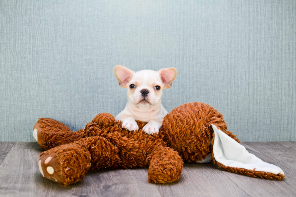 French Bulldog Pup Being Cute