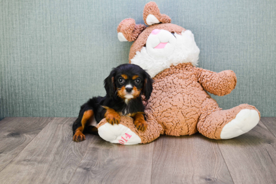 Hypoallergenic Cavalier King Charles Spaniel Baby