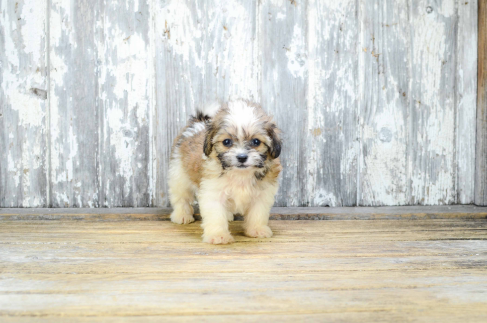 Teddy Bear Puppy for Adoption