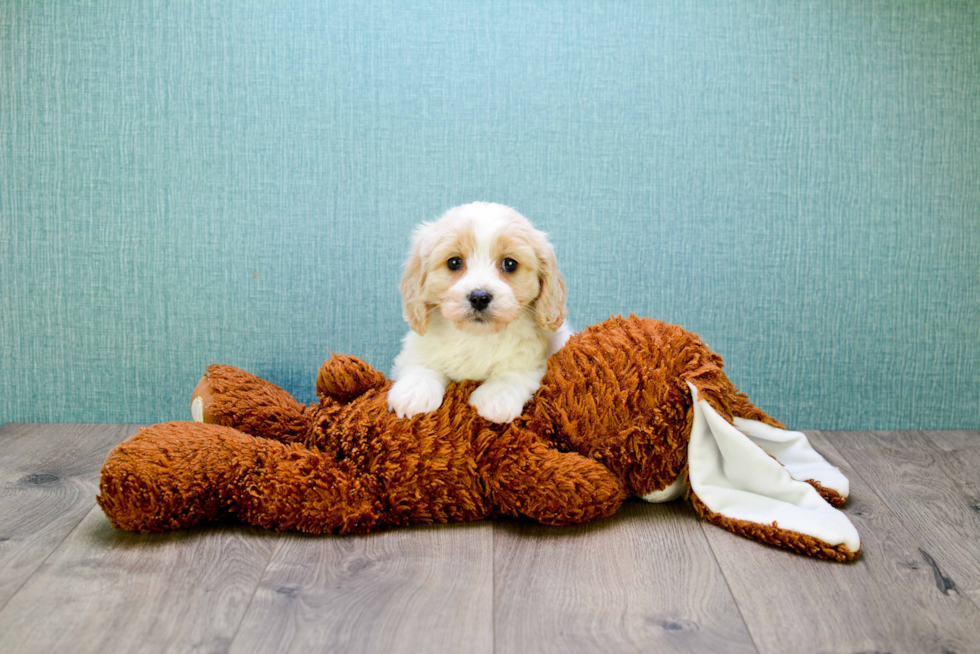 Popular Cavachon Designer Pup