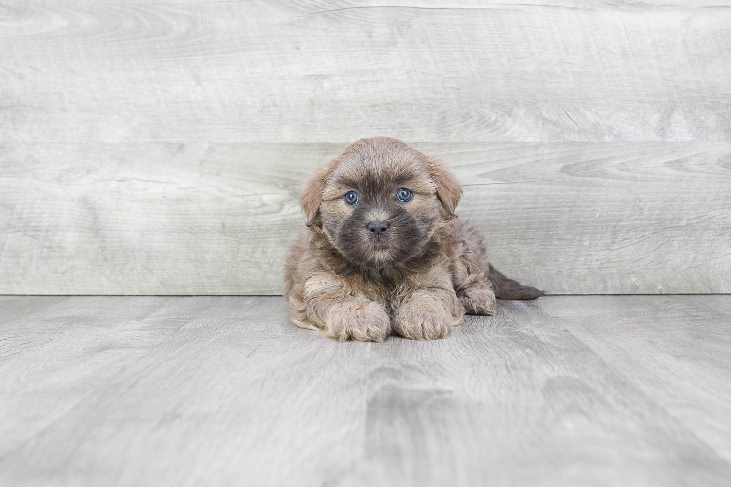 Teddy Bear Puppy for Adoption