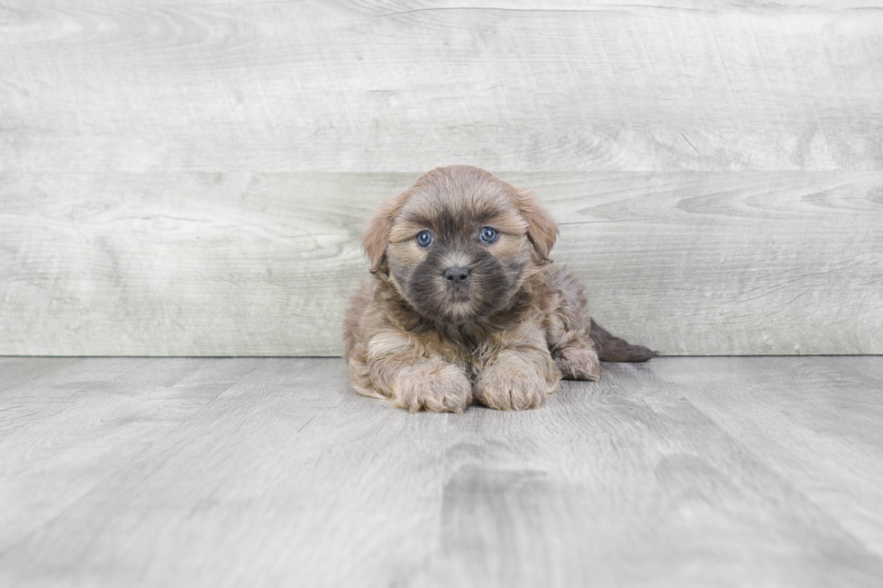 Teddy Bear Puppy for Adoption