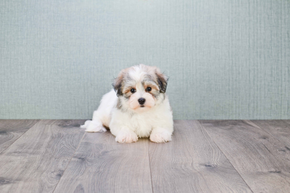 Havanese Puppy for Adoption