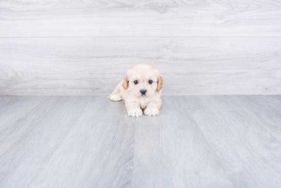 Small Cavachon Baby