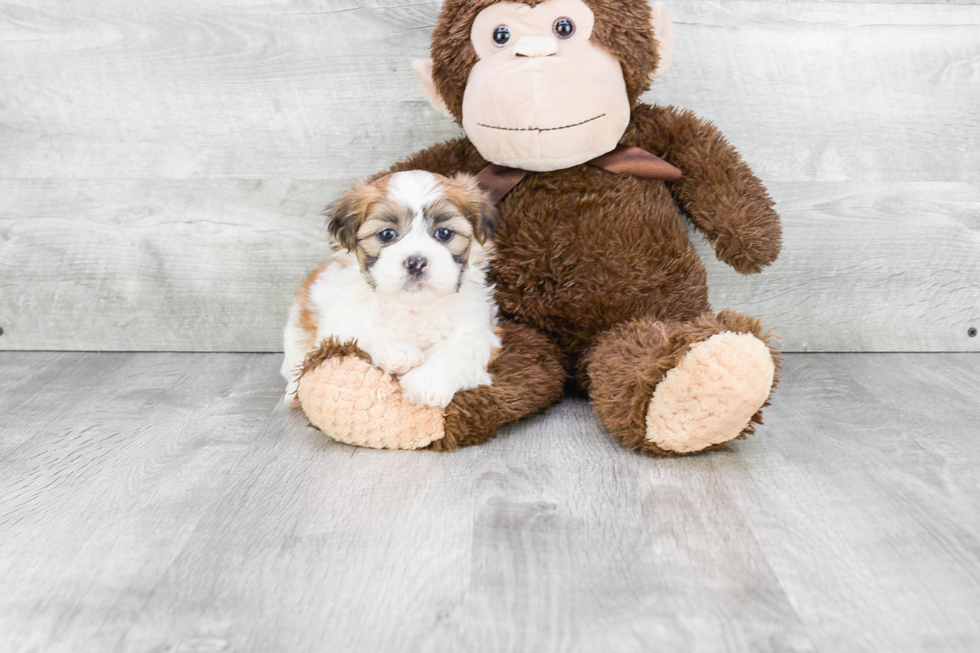 Best Teddy Bear Baby