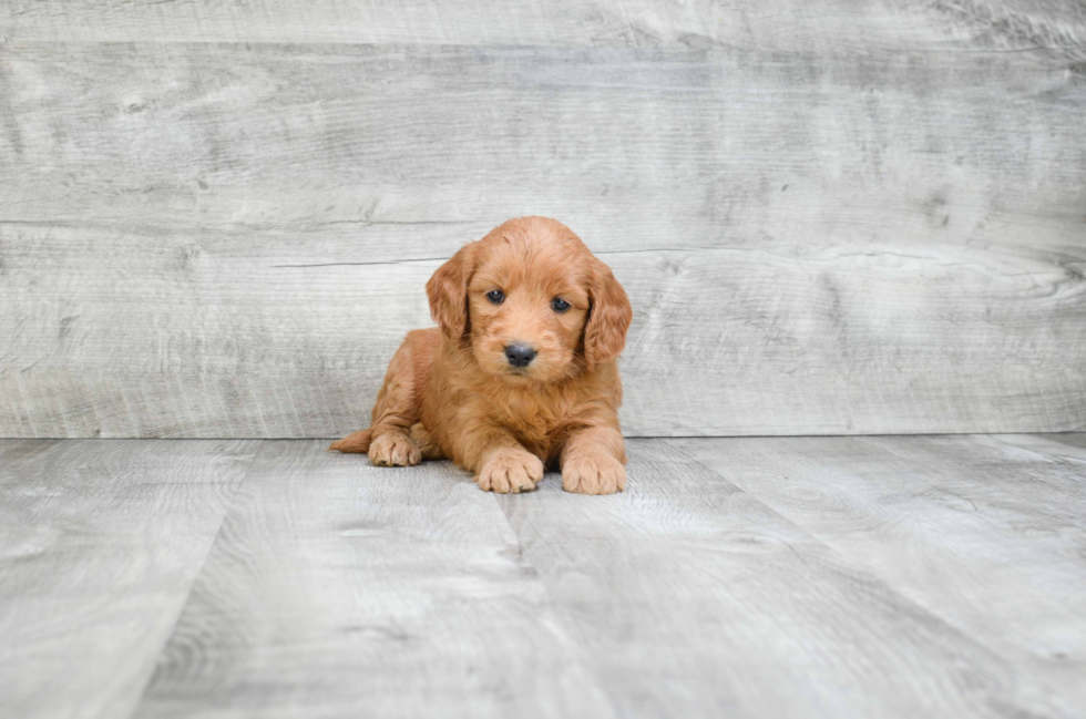 Mini Goldendoodle Pup Being Cute