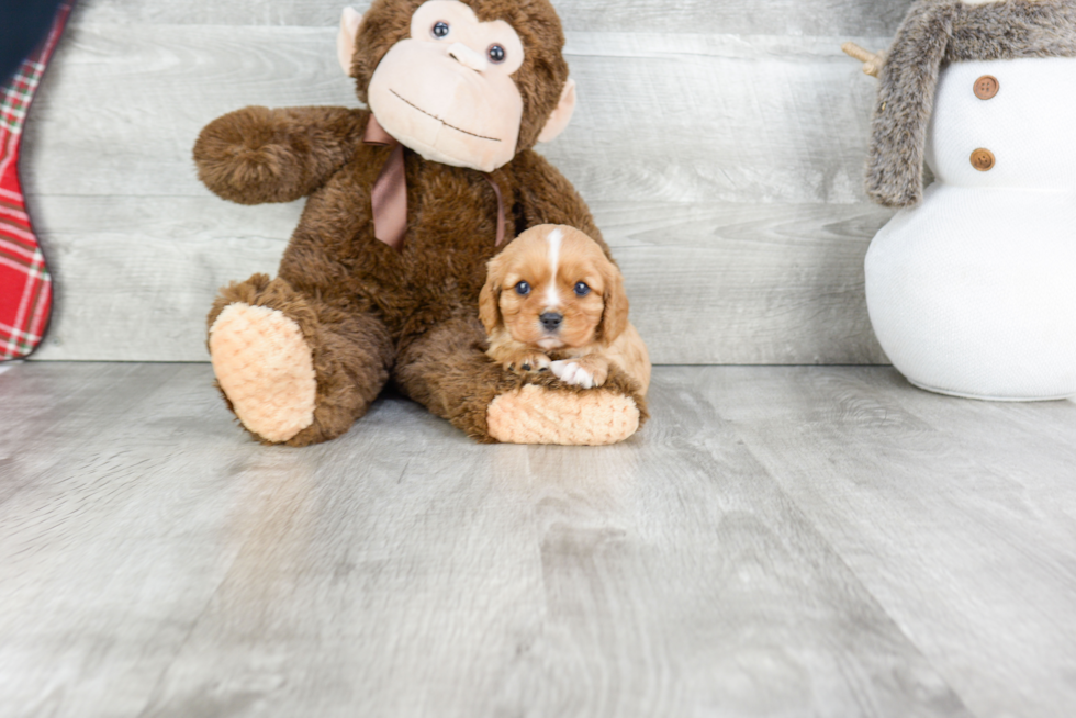 Cavalier King Charles Spaniel Pup Being Cute